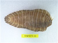 藏品(角鰨沙)的圖片